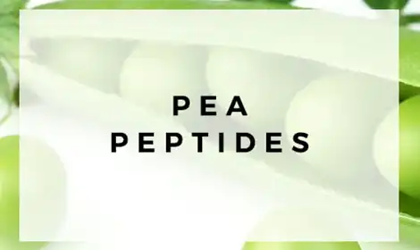What are the Benefits of Hydrolyzed Pea Protein Powder?